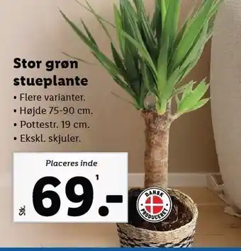 Lidl Stor grøn stueplante tilbud