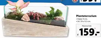 Planteterrarium