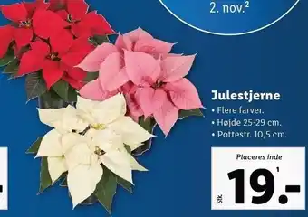 Lidl Julestjerne tilbud