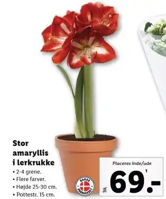 Lidl Stor amaryllis i lerkrukke tilbud
