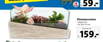 Lidl Plante­terrarium tilbud