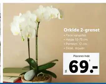 Lidl Orkide 2-grenet tilbud