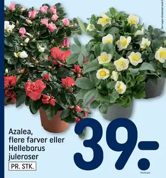 REMA 1000 Azalea, flere farver eller helleborus juleroser tilbud