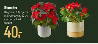 Føtex Ukendt planter tilbud
