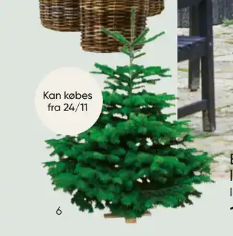 Juletræ på træfod