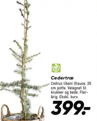 Bilka Cedertræ tilbud