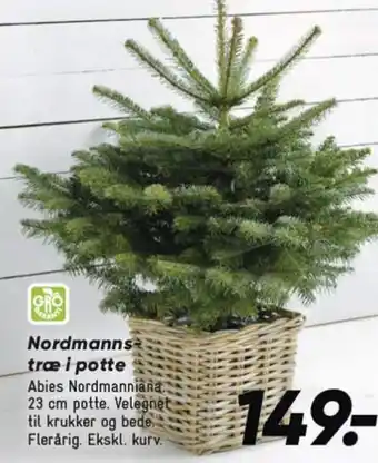 Bilka Nordmanns træ i potte tilbud