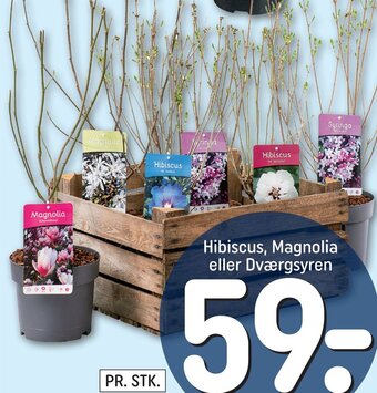 Hibiscus, Magnolia eller Dværgsyren