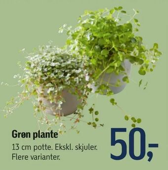 Føtex Grøn plante tilbud