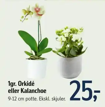 Føtex 1gr. Orkidé eller Kalanchoe tilbud
