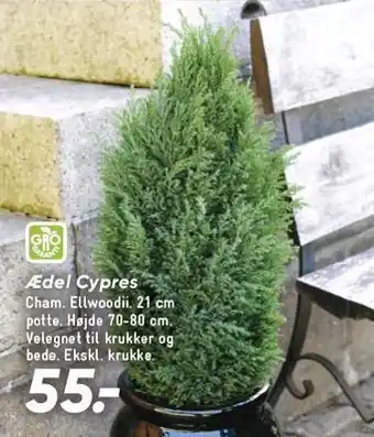 Bilka Ædel cypres tilbud