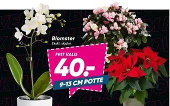Bilka Blomster tilbud