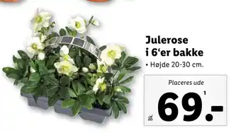Lidl Julerose i 6‘er bakke tilbud