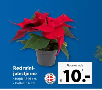 Lidl Rød minijulestjerne tilbud