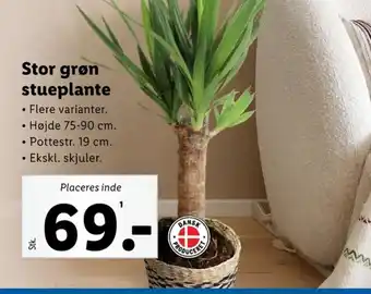 Lidl Stor grøn stueplante tilbud