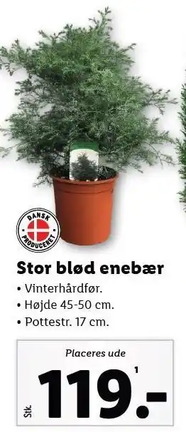 Lidl Stor blød enebær tilbud
