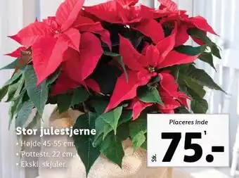 Lidl Stor julestjerne tilbud