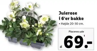 Lidl Julerose i 6'er bakke tilbud