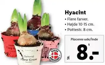 Lidl Hyacint tilbud