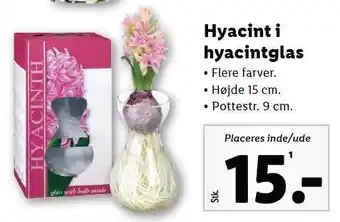 Lidl Hyacint i hyacintglas tilbud