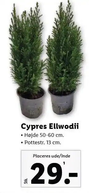 Lidl Cypres ellwodii tilbud