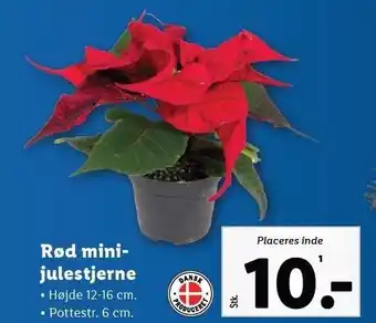 Lidl Rød minijulestjerne tilbud