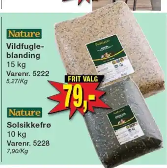 Nature solsikkefrø