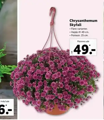 Let-Køb Chrysanthemum Skyfall tilbud