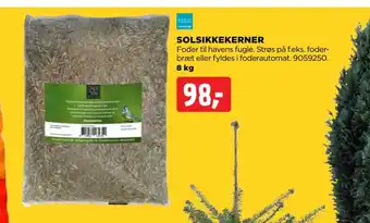 Solsikkekerner