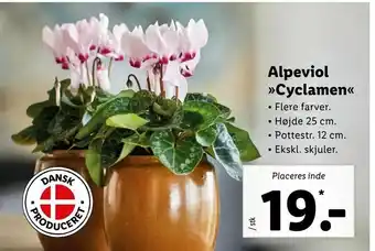 Alpeviol »Cyclamen«