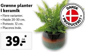 Lidl Grønne Planter I Keramik tilbud