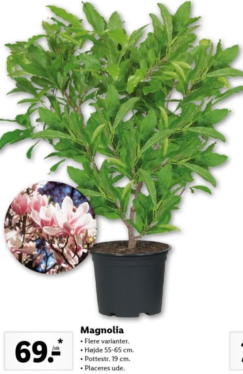 Magnolia tilbud hos Lidl
