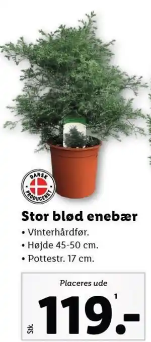 Lidl Stor blød enebær tilbud