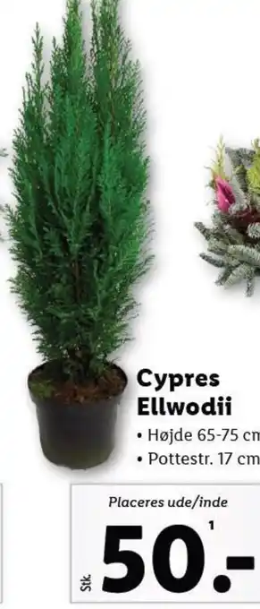 Lidl Cypres Ellwodii tilbud