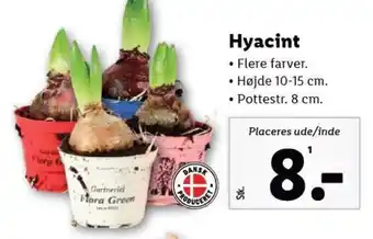 Lidl Hyacint tilbud