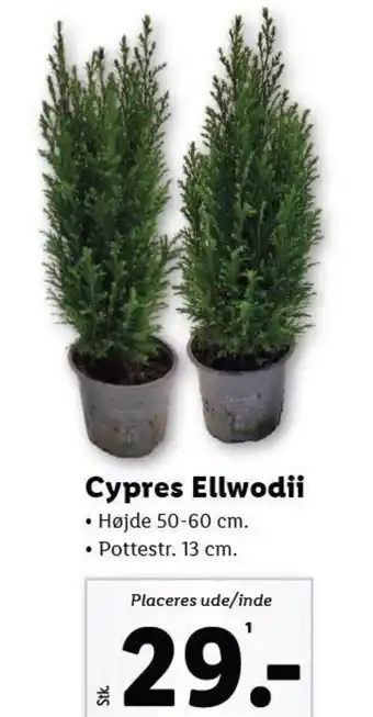 Lidl Cypres Ellwodii tilbud