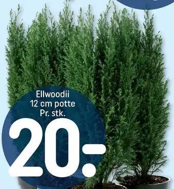 Ellwoodii