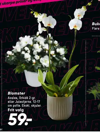 Bilka Blomster tilbud