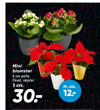Bilka Mini blomster tilbud