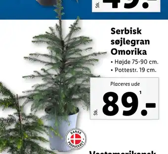 Lidl Serbisk søjlegran omorika tilbud