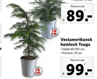 Lidl Vestamerikansk hemlock tsuga tilbud