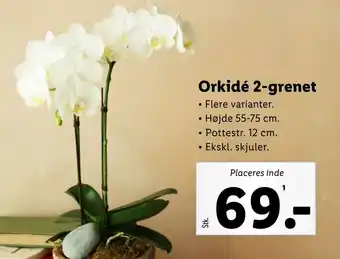 Lidl Orkidé 2-grenet tilbud