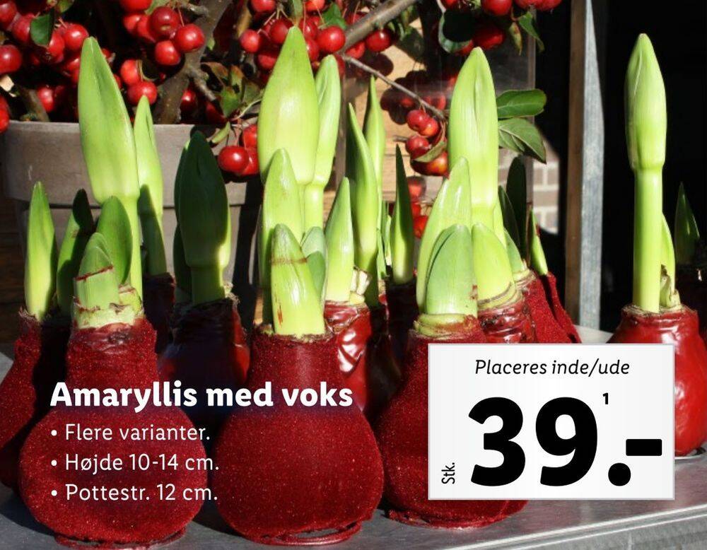 Amaryllis med voks tilbud hos Lidl