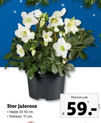 Lidl Stor julerose tilbud