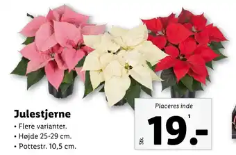 Lidl Julestjerne tilbud