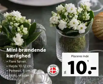 Lidl Mini brændende kærlighed tilbud