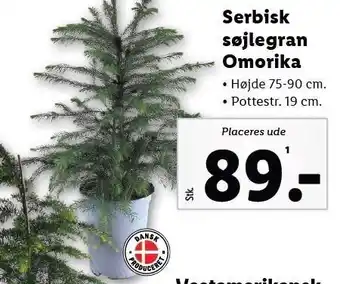 Lidl Serbisk søjlegran omorika tilbud