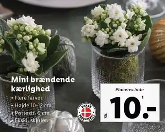 Lidl Mini brændende kærlighed tilbud