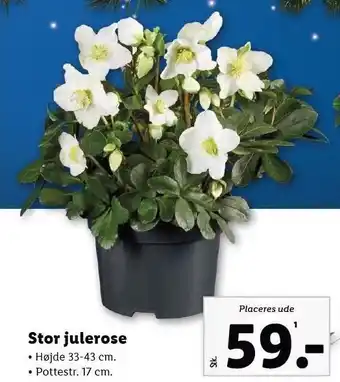 Lidl Stor julerose tilbud