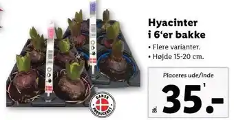Lidl Hyacinter i 6'er bakke tilbud